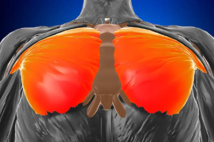 About the chest muscle About the chest muscle